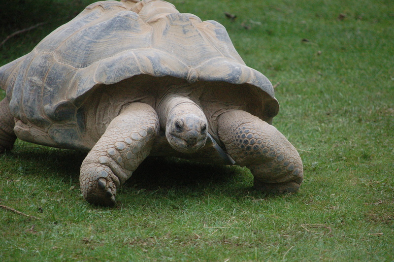 animal, day, giant tortoise, field, galapagos, 2K, outdoors, turtle, vertebrate, animal wildlife, no people, one animal, tortoise, grass, endangered species