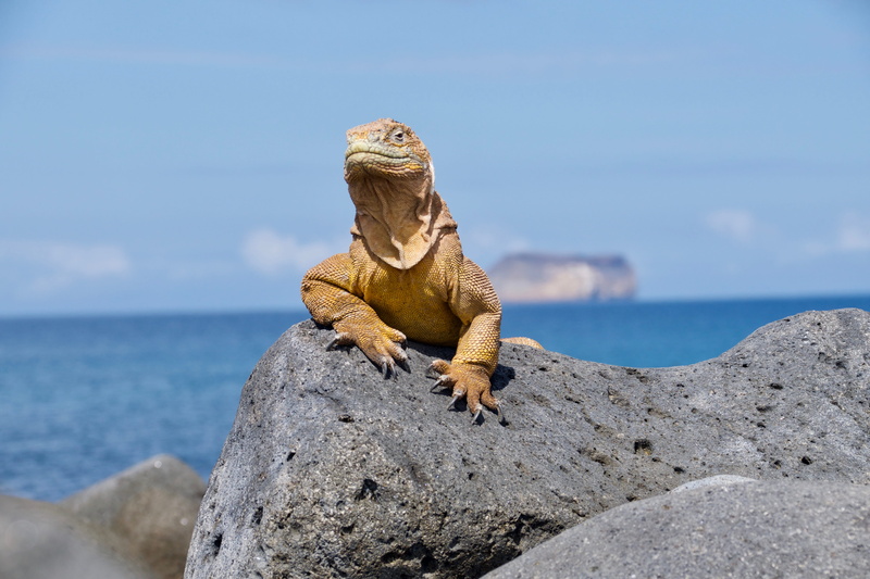 one animal, animal themes, sea, mammal, outdoors, galapagos islands, sky, day, solid, water, 5K, rock - object, animals in the wild, lizard, nature, animal wildlife