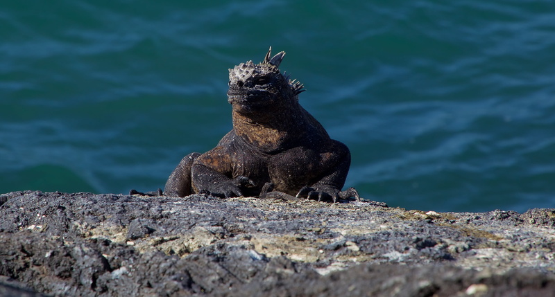 marine, rock, selective focus, galapagos islands, lizard, animal wildlife, 2K, underwater, one animal, ecuador, iguana, rock - object, day, water, outdoors