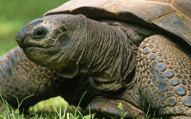 animals, 1080P, galapago, turtles, reptiles