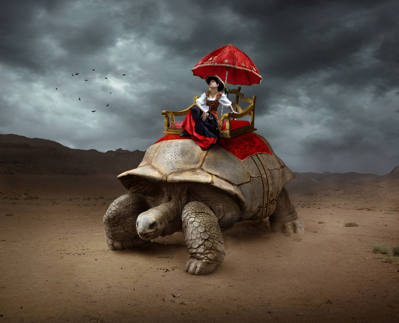 4K, Dream, Tortoise, Desert, turtle, 2K, Woman, brown