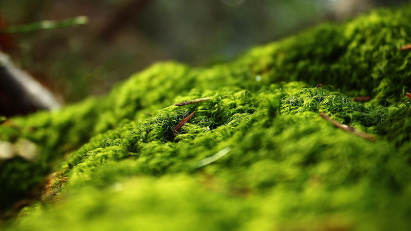 moss, forest, no people, outdoors, beauty in nature, nature, macro, animal wildlife, day, plant, rainforest, green color, selective focus, tree, animal