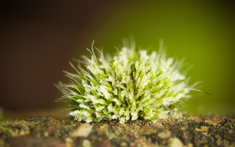 food, beginnings, moss, food and drink, flowering plant, flower, day, nature, freshness, medicine, 1080P, herbal medicine, herb, growth, plants, no people