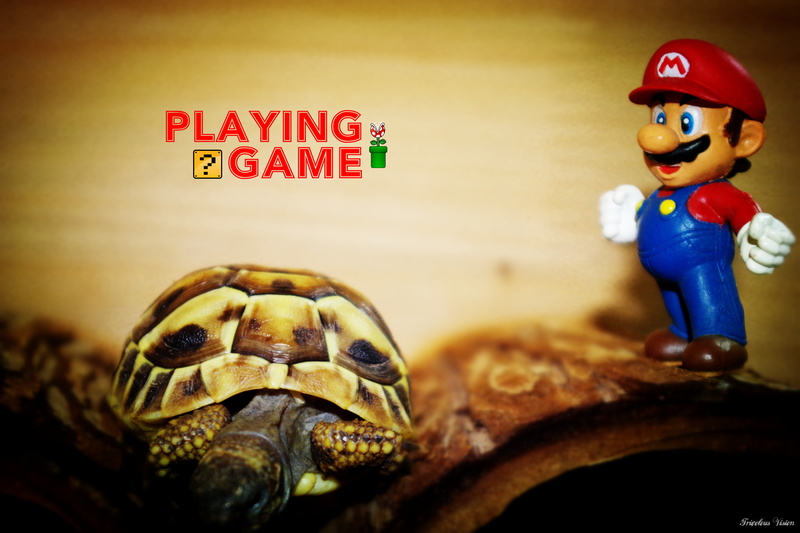 animal wildlife, no people, tortoise, turtle, sign, reptile, figurine, representation, selective focus, close-up, indoors, human representation, Super Mario