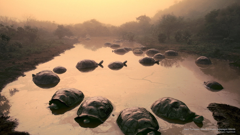 galapagos, Animals, islands, 2K, volcano, giant, tortoises, alcedo