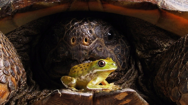 animals, tortoise, hd, 720P, frog, turtle