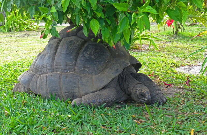 plant, land, carapace, animals in the wild, reptile, tortoise, animal, vertebrate, no people, animals, tortie, 5K, nature, day, giant tortoise, grass