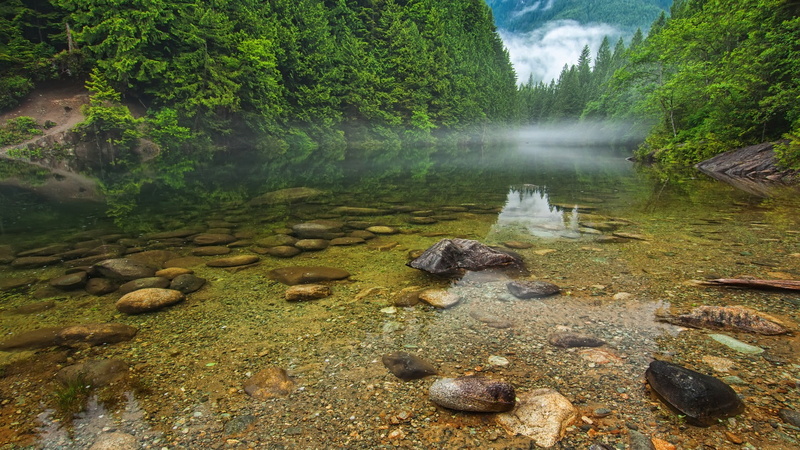 outdoors, rock, trees, day, stones, 1080P, landscape, water, plant, flowing, beauty in nature, flowing water, shallow, tree, power in nature, brown, clean