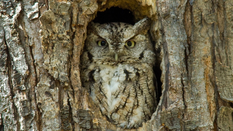 1080P, owl, birds, trees