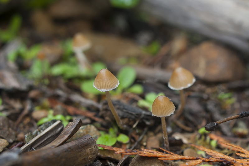 close, close-up, nikon  d3000, fungus, plant, season, macro, forest, mushroom, pelliculosa, nature, psilocybe, daytime, 2K, rainforest, Psilocybe pelliculosa
