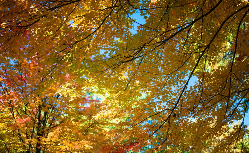 Green, woolfestival, westbranch, nature, scenics - nature, tree, d3000, beauty in nature, Gold, Black, Trees, flora, States, september, fairgrounds, covered