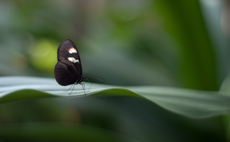 leaf, close-up, insect, no people, Green, vulnerability, animal wing, one animal, Insects, flora, Postman, Grand Rapids, animal, beauty in nature, Butterfly
