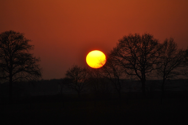 tranquil scene, eclipse, tree, tranquility, circle, nature, dawn, bare tree, astronomy, sky, sun, evening, dark, scenics - nature, afterglow, plant, orange color