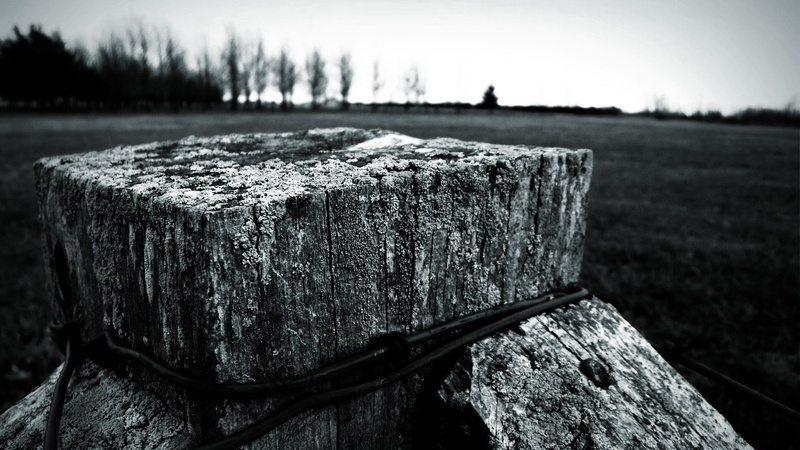 monochrome, focus on foreground, close-up, plant, field, tranquility, post, day, depth of field, wood - material, wood, 1080P, bark, tree, no people, nature