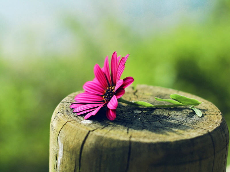 tree stump, flower head, no people, vulnerability, close-up, nature, beauty in nature, pink color, inflorescence, flowers, 720P, fragility, flower, petal