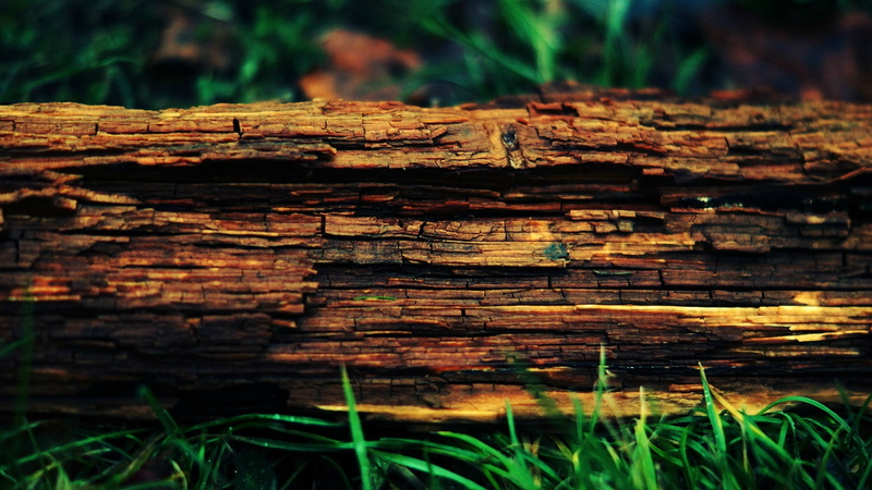wood, 1080P, tree stump, trees