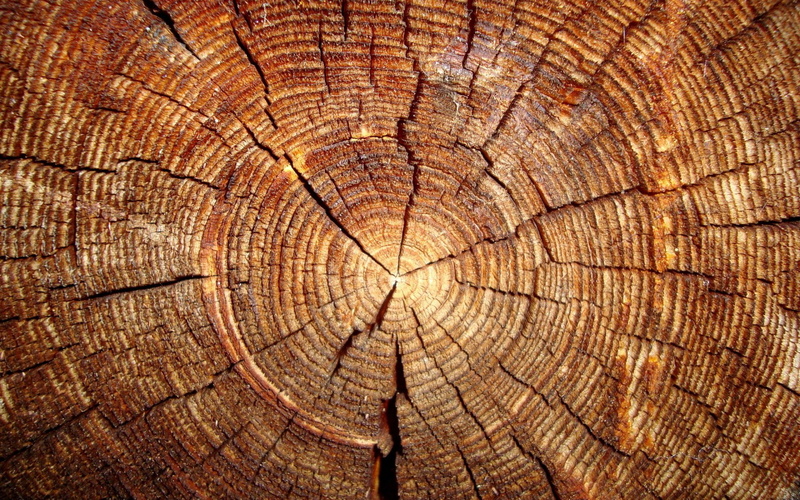 cracked, tree ring, bark, backgrounds, no people, rough, pattern, 1080P, outdoors, brown, full frame, concentric, natural pattern, close-up, tree trunk