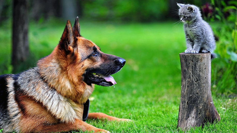 animals, 1080P, cat, German Shepherd, kittens, tree stump, dog