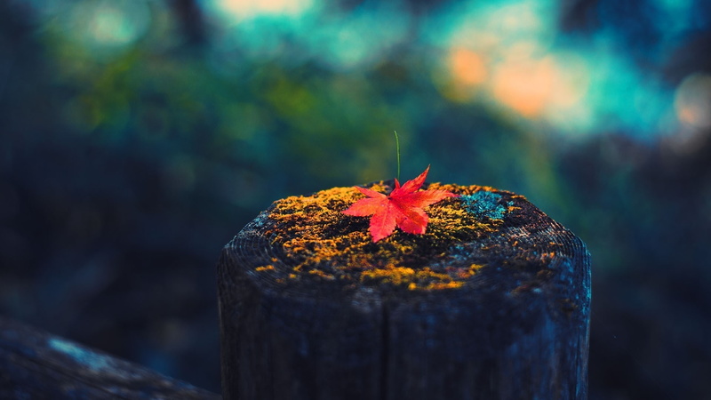 Leaf, Stump, Autumn, 1080P, Maple, Tree
