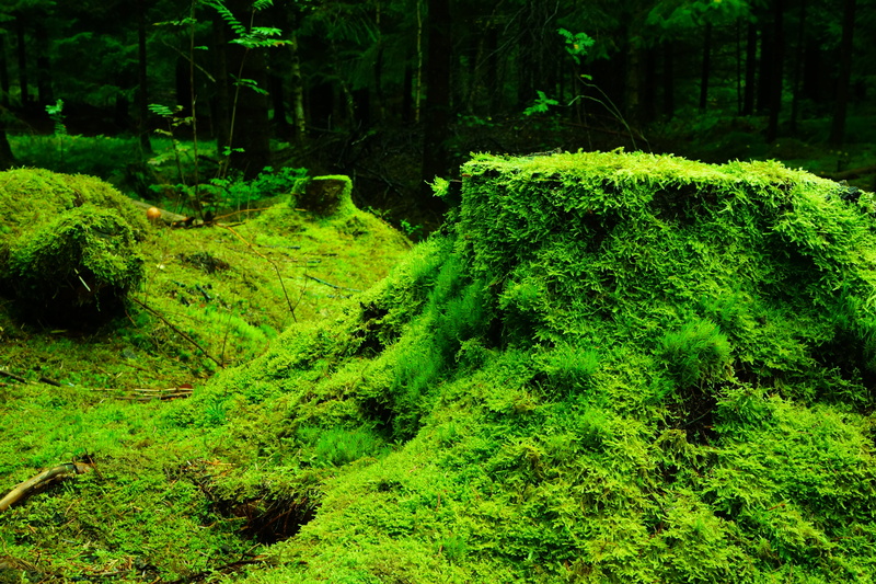 scenics, nature, wood, tree, moss, plant, no People, flowing water, fern, green, foliage, tranquil Scene, footpath, woodland, tree stump, growth, environment