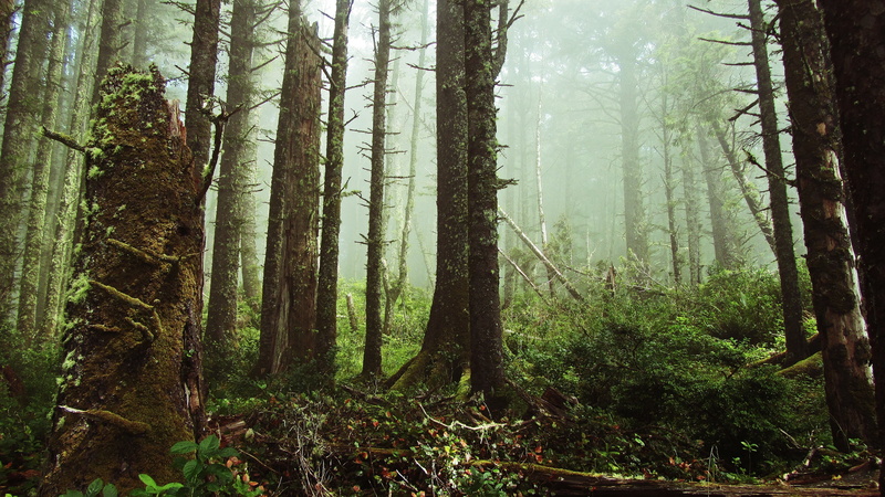 4K, forest, nature, ferns, tree stump, mist