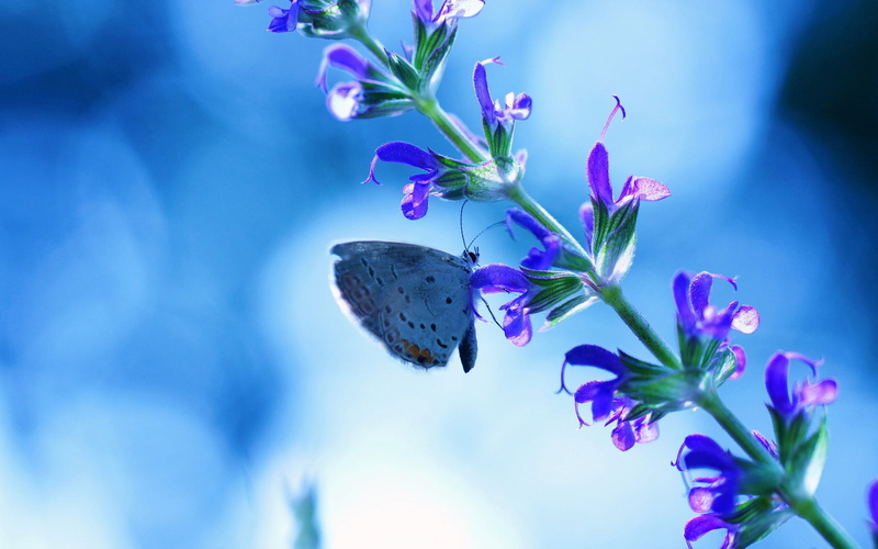 Glare, Butterfly, Blue, 1080P, Flower