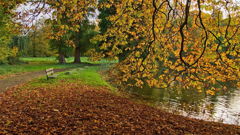 yellow, tree, garden, leaves, bark, sun, leaf, tranquil scene, plant part, park, environment, color, spring, maple, summer, tranquility, autumn, foliage