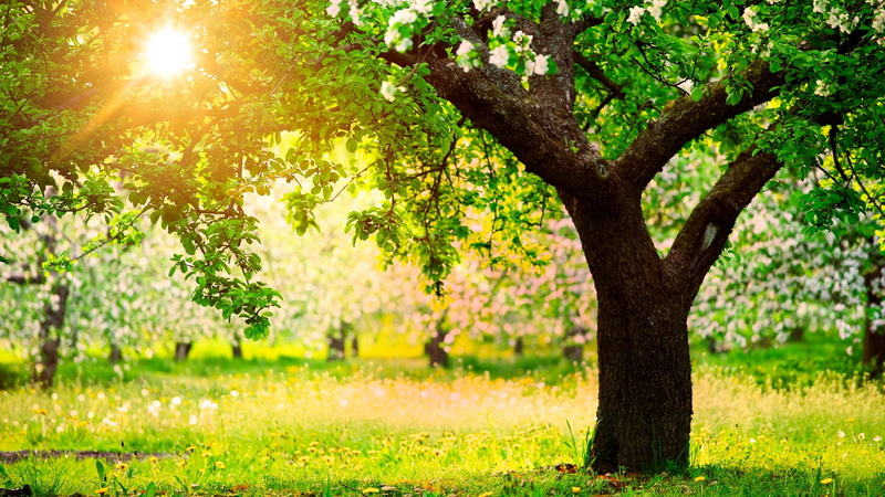 green color, trunk, wood, environment, branches, greenery, sky, branch, leaf, trees, natural, outdoors, woods, bark, color, nature, grass, autumn, plant