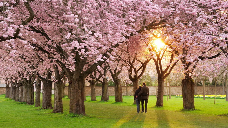 environment, fragility, rural, trunk, autumn, season, freshness, outdoor, oak, park, cherry blossom, park - man made space, beauty in nature, scene, outdoors
