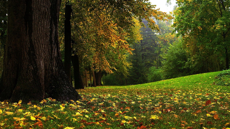 leaf, orange, outdoor, natural, maple, spring, park, tree, green color, grass, color, scene, autumn, trunk, outdoors, land, day, leaves, 1080P, season