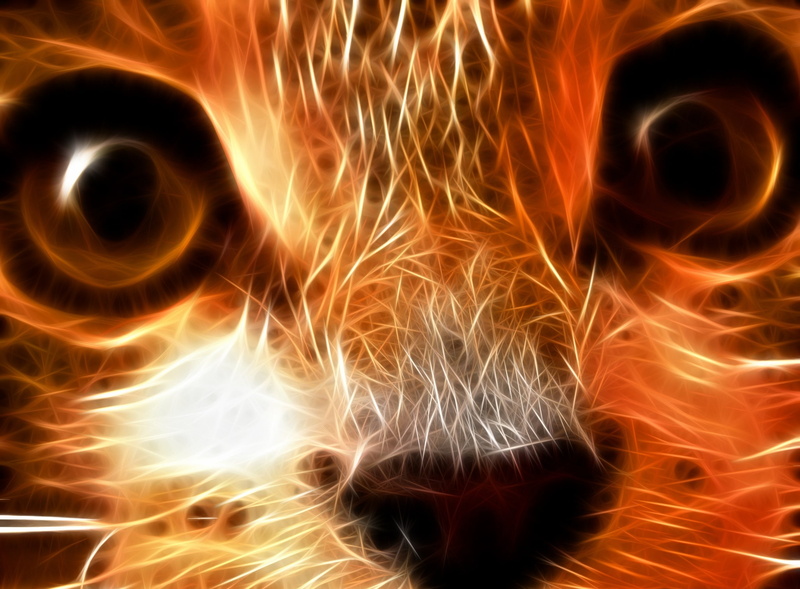 no people, illuminated, motion, closeup, burning, photo, blurred motion, warning sign, close-up, sign, nature, orange, animal, flame, 1080P, long exposure