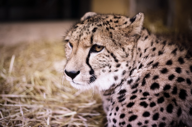 animal themes, mammal, zoo, photogrpahy, whisker, spotted, big cat, nature, focus on foreground, animals in the wild, animal body part, close, portrait