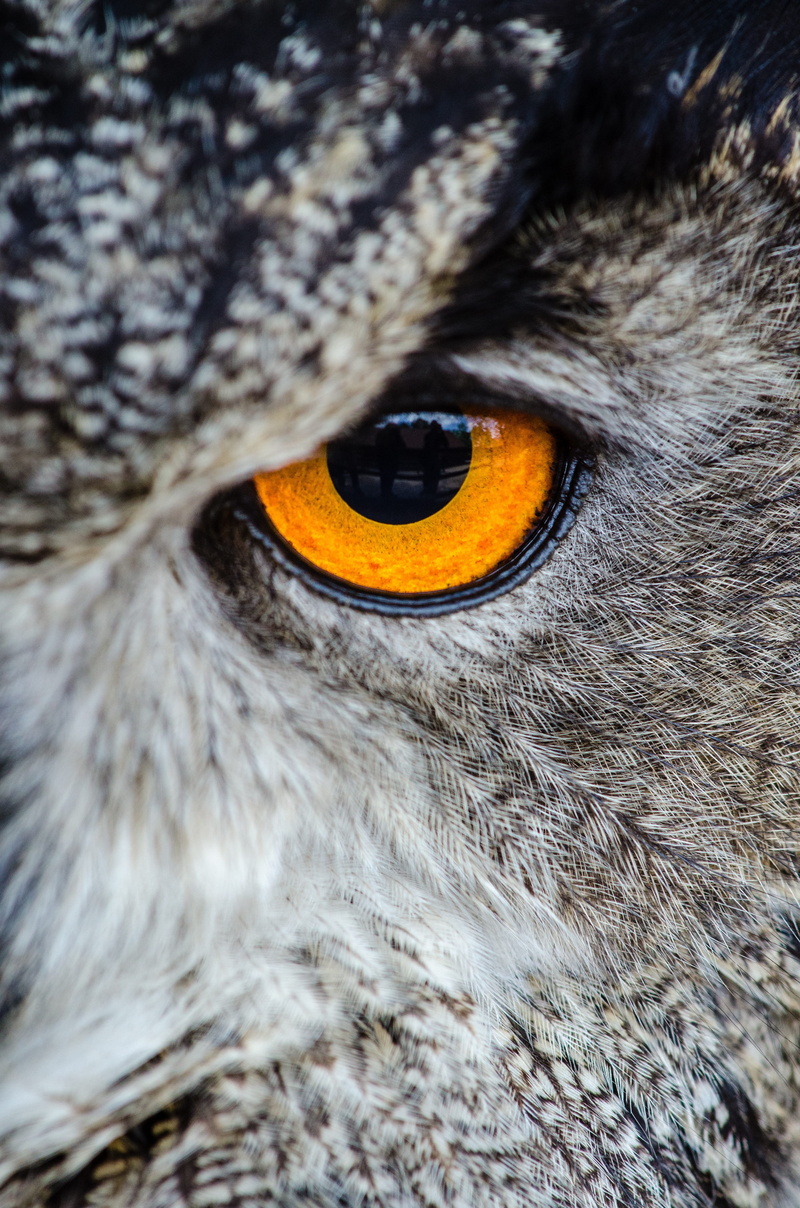 animal head, animals in the wild, bird of prey, 4K, animal eye, animal themes, iris - eye, owl, wildlife, animal body part, animal wildlife, full frame