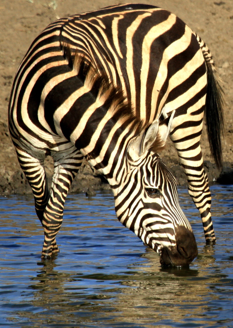 striped, nature, tanzania, taylor, animals in the wild, genesjourney, herbivorous, gene, zebra, animal, river crossing, zebra drinking, drink, migration