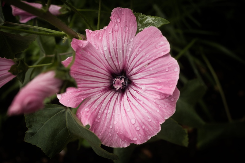 close-up, water, 5K, pink color, photo, pollen, photogrpahy, petal, raindrop, petunia, flowers, leaf, beauty in nature, malva, flower, pink, droplets