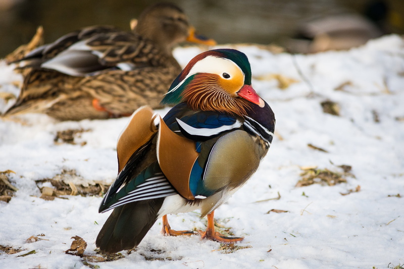photogrpahy, full length, outdoor, vertebrate, birds, plumage, aix galericulata, winter, animal themes, poultry, male animal, mandarin, animals in the wild