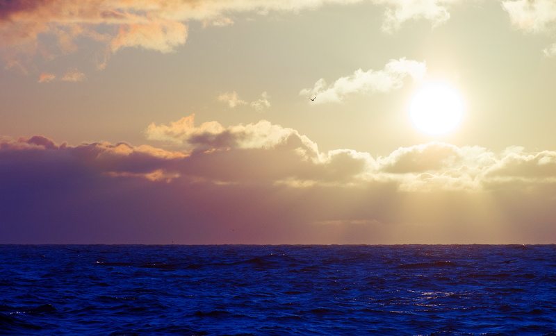 sea, 4K, landscape, body, wave, Seagull, hour, the sky, clouds, golden, the sun, photogrpahy, bird, water