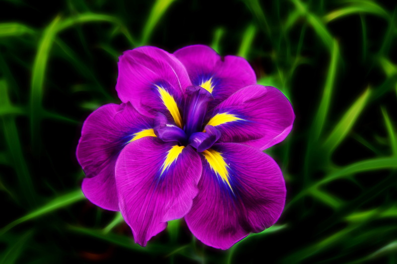 violet, blooming, floral, no people, botany, nature, focus on foreground, blossom, close-up, bright, plant, vulnerability, petal, garden, freshness, colorful