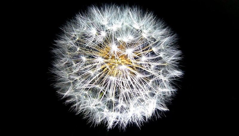 vulnerability, close, weed, flower head, dandelion seed, white color, freshness, nature, white, indoors, growth, studio shot, dandelion, photogrpahy, beauty in nature