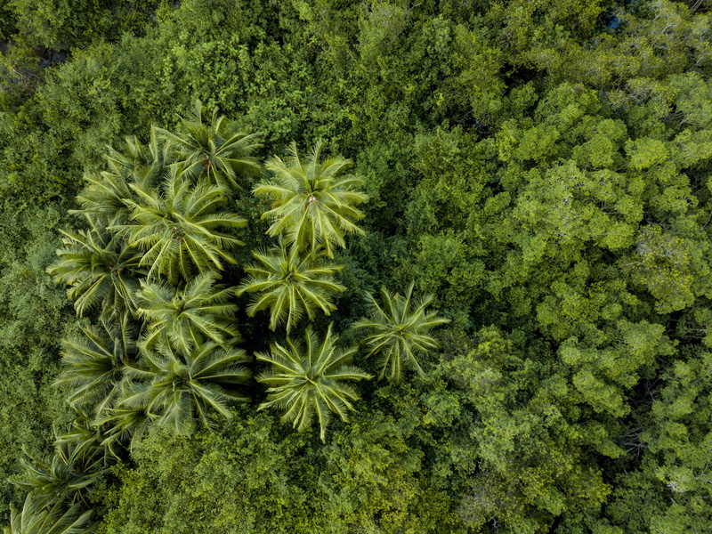 outdoors, beauty in nature, full frame, birds, nature, backgrounds, foliage, high angle view, field, directly above, photogrpahy, lush foliage, rainforest