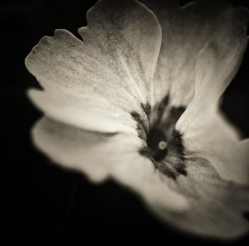 freshness, vulnerability, photogrpahy, petal, flower, multi, plant, flowering plant, nature, 720P, fragility, growth, no people, white, inflorescence