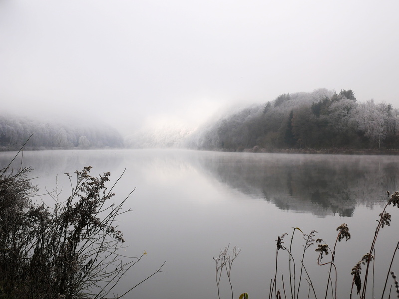 plant, Saar, reflection, day, lake, Germany, fog, River, Nature, scenics, water, landscape, cold, sky, tranquil Scene, river, scenics - nature, no People