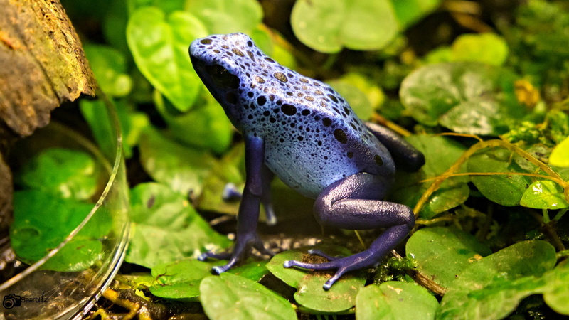 Anura, green, leaf, wildlife, Frosch, germany, nature, frog, purple, Frogs, Amphibia, amphibian, green leaf, canon, toad, azureus, 1080P, close-up, animal