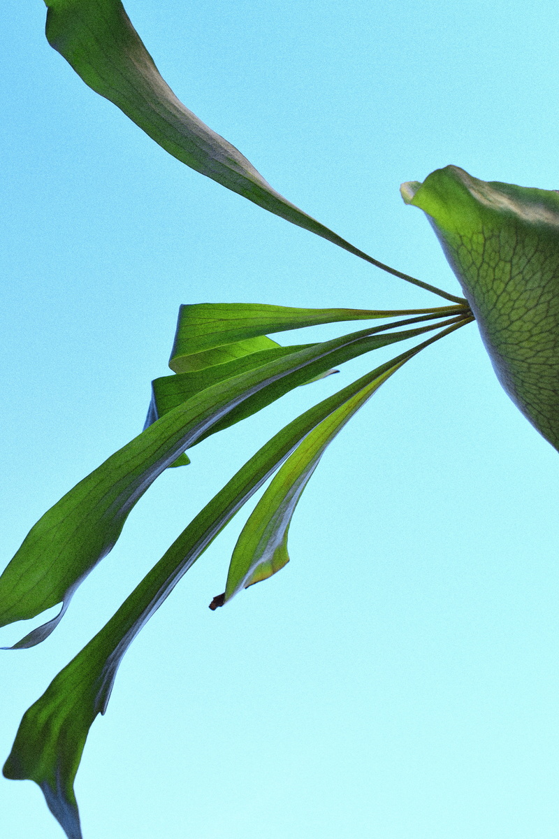 day, growth, beach, san francisco, staghorn, green color, green, low angle view, staghorn ferns, sky, plant part, close-up, united states, clean, breeze