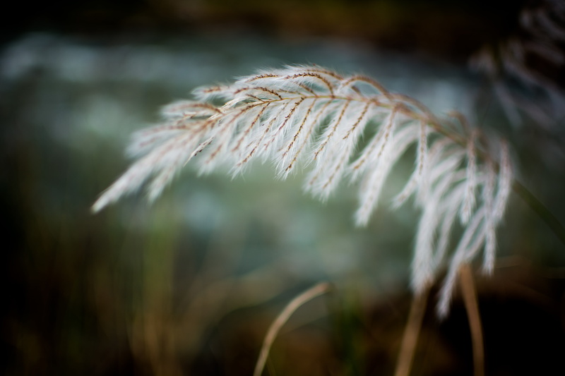 grow, meadow, fresh, sunny, nature, yellow, crop, cereal plant, fragility, growth, spring, harvest, landscape, selective focus, white, day, breeze, no people
