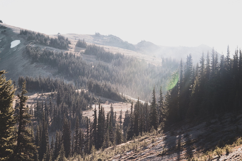 landscape, pine tree, growth, flora, mountain range, sky, leaf, day, green, beauty in nature, wilderness, non-urban scene, outdoors, coniferous tree, united states