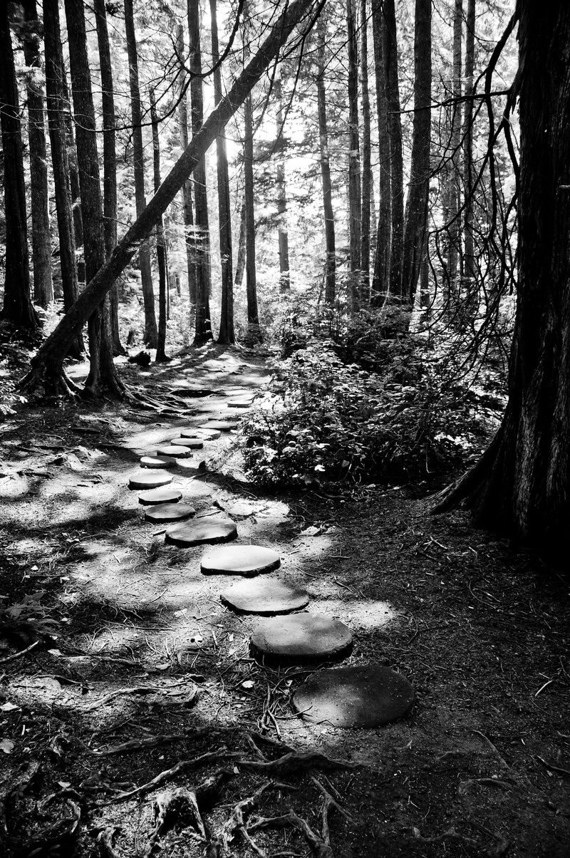 olympic national park, trunk, 4K, port angeles, washington, united states, land, tree, white, day, tranquil scene, growth, tranquility, no people, floor