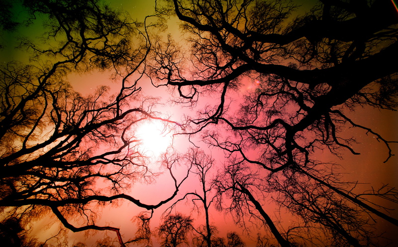 tranquility, tree trunk, sky, orange color, plant, tranquil scene, fire damage, idyllic, low angle view, Big Tujunga Canyon, Tujunga, tree, outdoors, 5K