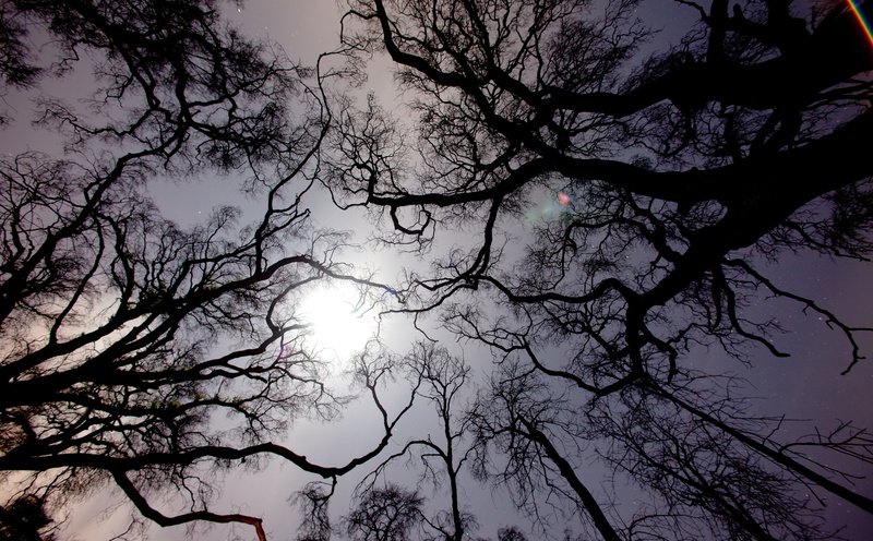 fire damage, trees, Nature, tree, arms, Fire, California, Tujunga, bare, scenics - nature, Sun and Sky, low angle view, sunlight, moonlight, silhouette