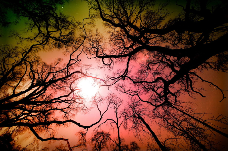 no people, sunset, tranquil scene, cloud - sky, Los Angeles, tree, scenics - nature, trees, low angle view, tranquility, branches, idyllic, USA, tree trunk